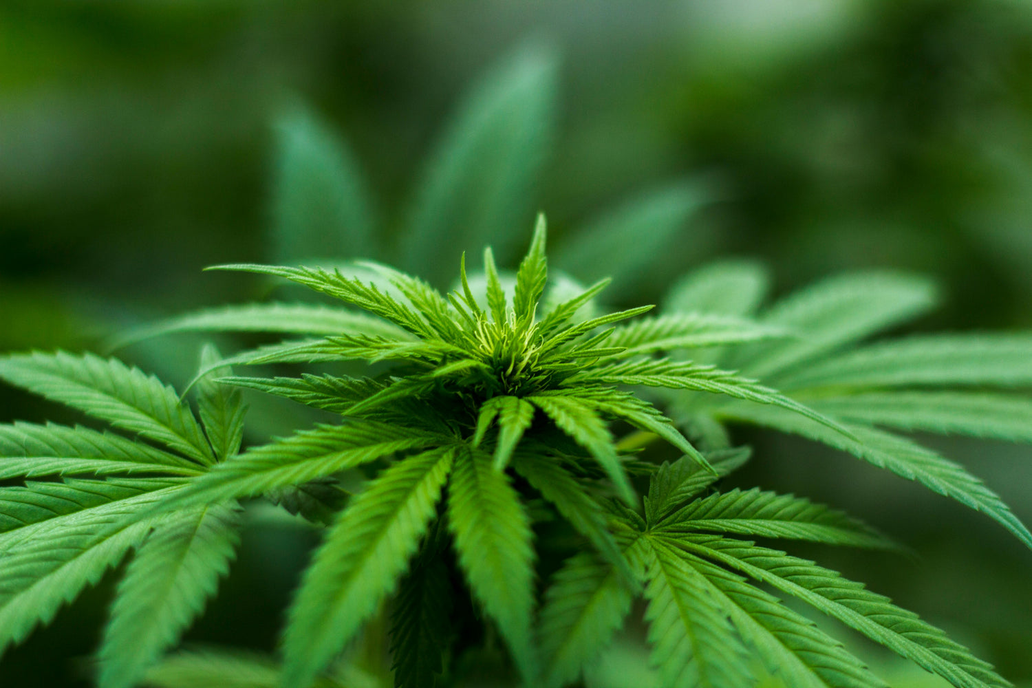CBD ou Cannabis THC : Comprendre les Différences c'est Faire le Bon Choix